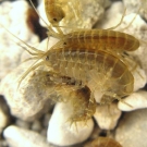 gammarus_pulex_CC_francois_graf