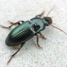 harpalus_affinis_CC_entomart