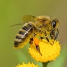 honeybee