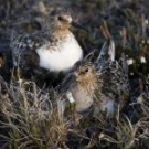 sanderling_CC_jeroen_reneerkens